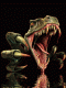 tordo